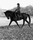Superbe cheval ibérique noir - hongre - minorquin