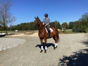 Complet/dressage: old; prix special avant fin octobre