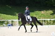 Hongre de 13 ans gp horse