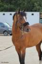 A vendre joli poney hongre de 14ans