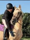 Jument pure race espagnole palomino