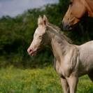 Pouliche akhal teke olesya izlayon