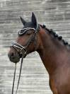 Partenaire de dressage - 8 ans - pre 