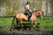 Chic cheval sport pre 